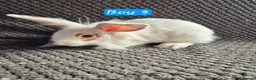 Mini Lion Lop rabbits for sale: Mini Lion Lop Bunnies - Advert 1