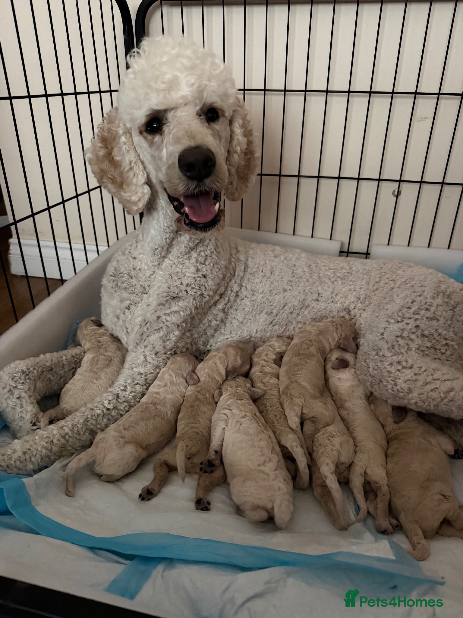 Standard Poodle dogs KC STANDARD POODLE PUPPIES - Advert 3