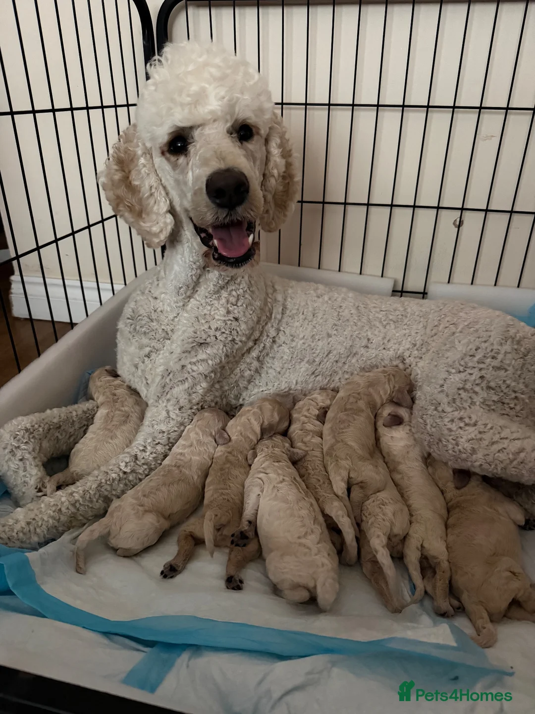 Standard Poodle dogs for sale: KC STANDARD POODLE PUPPIES - Advert 1