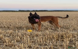 German Shepherd dogs for sale: Quality German Shepherd Cross Puppies  - Image 8