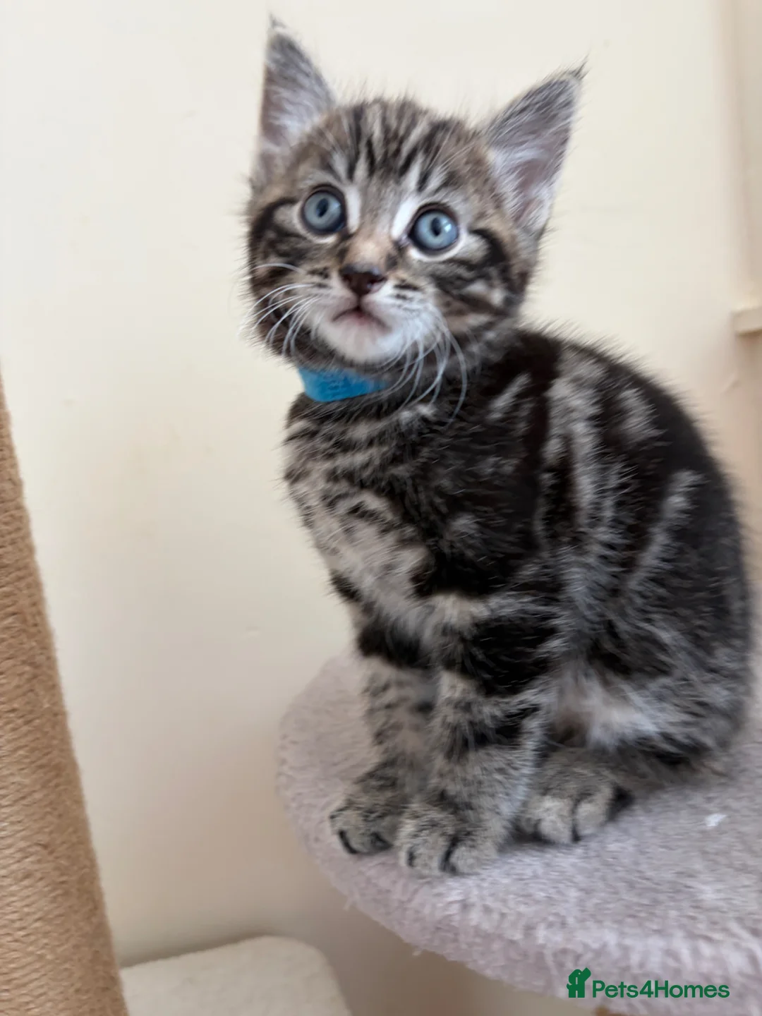 Mixed Breed cats for sale: Playful Bundles Of Fluff - Advert 9