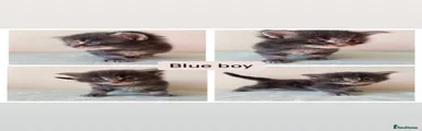 Blue boy