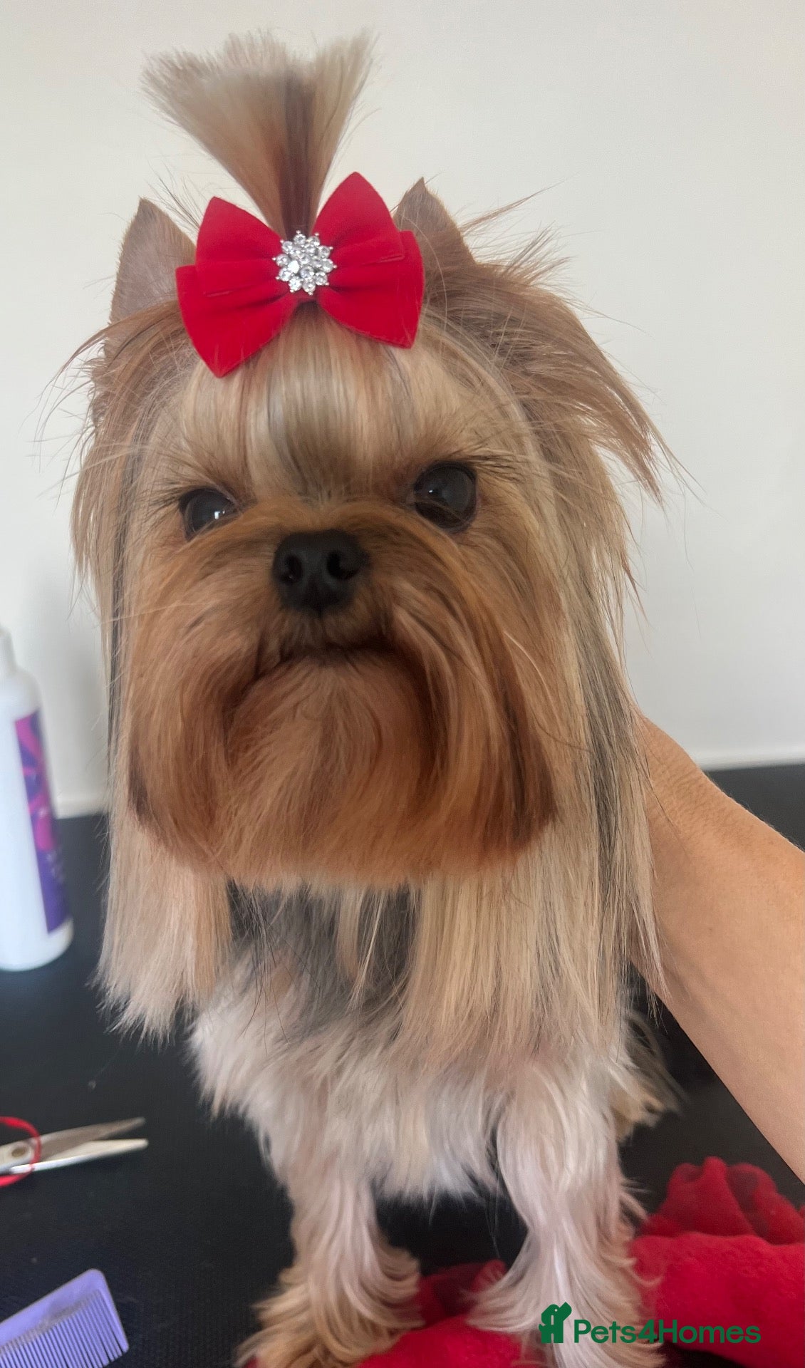 Yorkshire Terrier dogs Tiny KC reg: girl 💕 - Advert 12