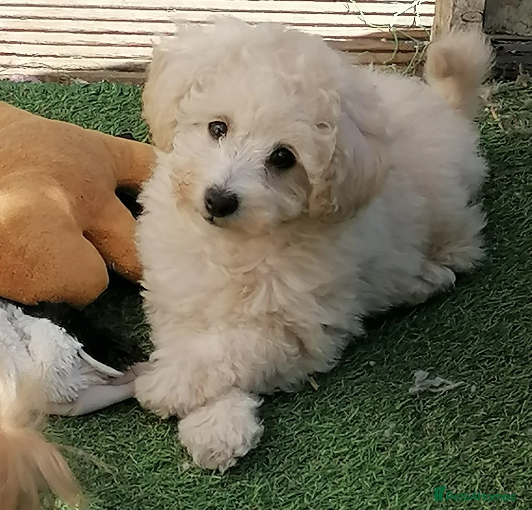 Toy Poodle dogs for stud: *2 STUDS AVAILABLE*FULL PEDIGREE SILVER & PHANTOM - Advert 17
