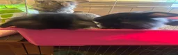 Mixed Breed rabbits for sale: Mixed breed rabbits in Durham - Advert 11