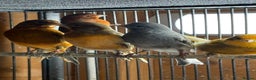 Canaries birds for sale: Lot of stunning canary’s  - Advert 11