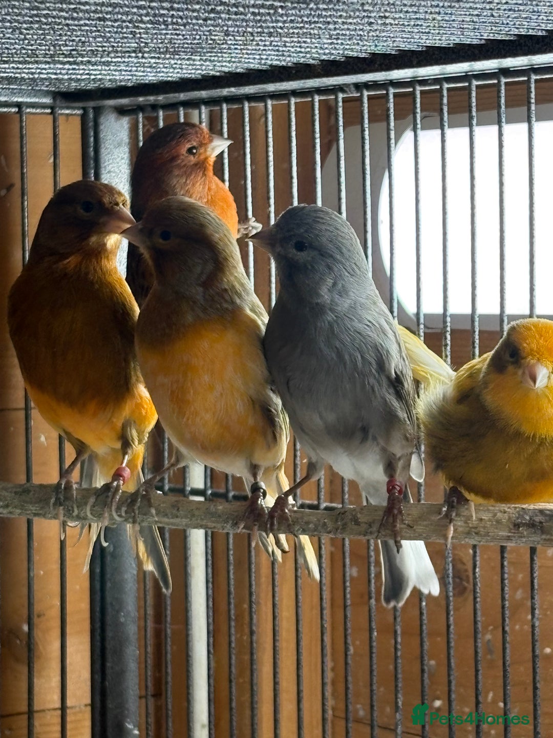 Canaries birds for sale: Lot of stunning canary’s  - Advert 11