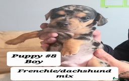 Mixed Breed dogs for sale: Frenchie/Dachshund puppies - Image 2