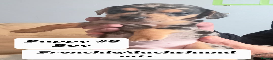  Puppy 8