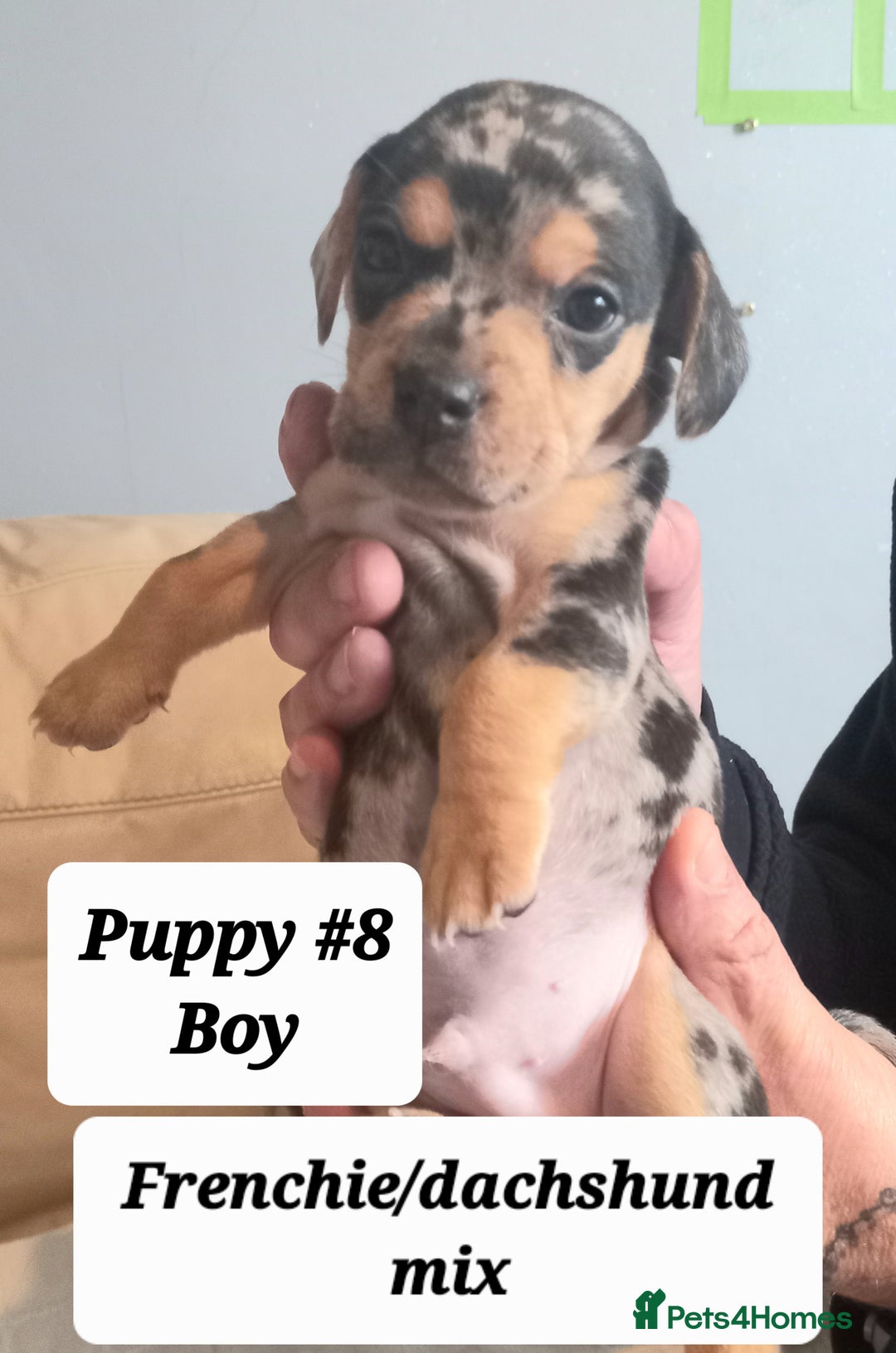 Mixed Breed dogs for sale: Frenchie/Dachshund puppies - Image 2