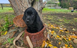 Labrador Retriever dogs for sale: Beautiful working labrador boys  - Image 18