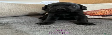 Labrador Retriever Puppy 3