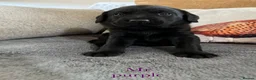 Labrador Retriever dogs for sale: Last male pup! Stunning KC Registered working lab. - Advert 18