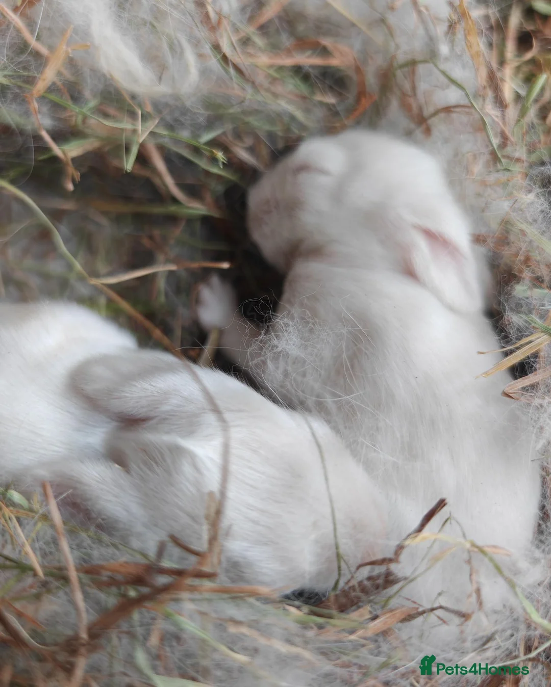 New Zealand rabbits for sale: Beautiful New Zealand Rabbits – Boys & Girls  in Farnborough - Advert 6
