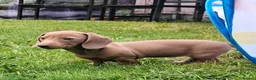 Miniature Dachshund dogs for sale: Whitney - Advert 38