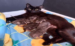 Mixed Breed cats for sale: Beautiful mixed breed kittens  - Image 2