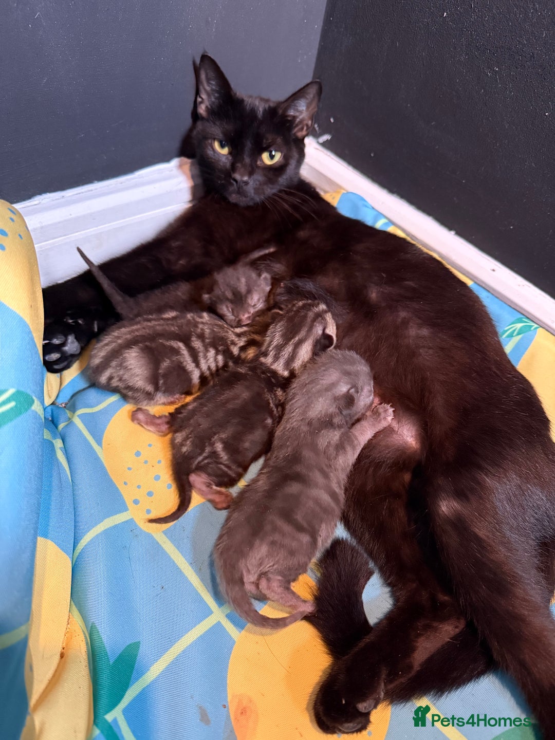 Mixed Breed cats for sale: Beautiful mixed breed kittens  - Image 2