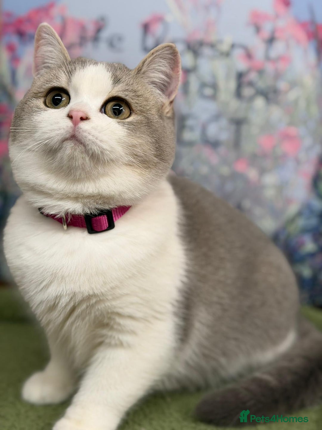 British Shorthair cats for sale: Stunning BSH golden/silver Kittens TICA - Advert 9