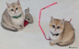 British Shorthair cats for sale: One lovely girl and three handsome boys  - Image 25
