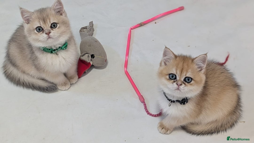 British Shorthair cats for sale: One lovely girl and three handsome boys  - Image 25
