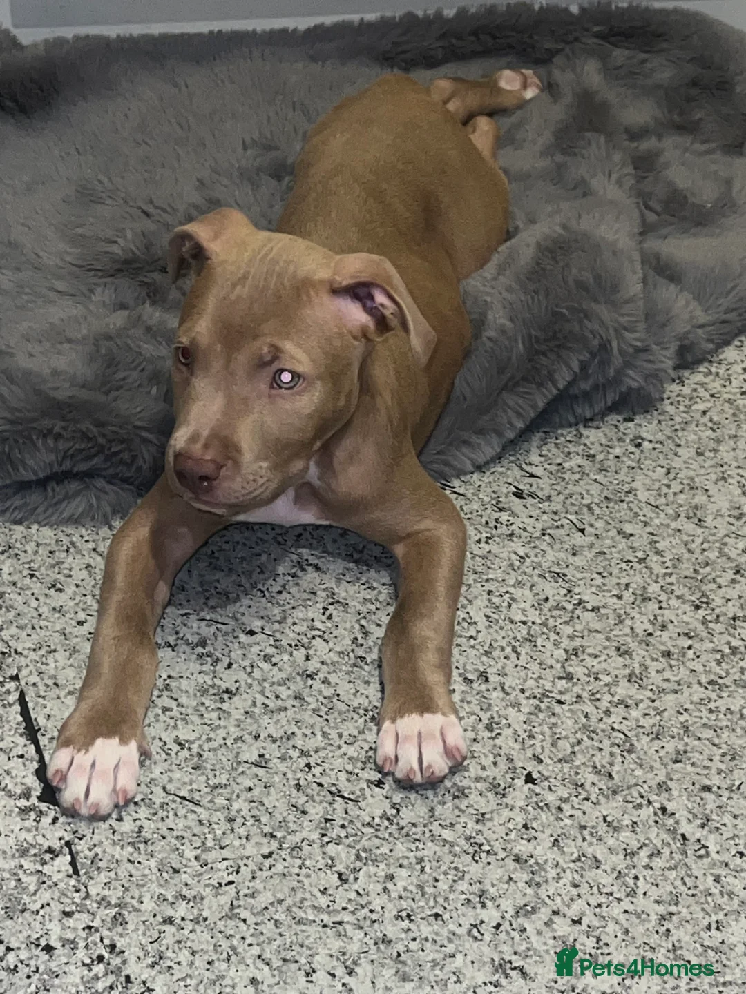 Staffordshire Bull Terrier dogs for sale: Puppy for sale 7 months  - Advert 2