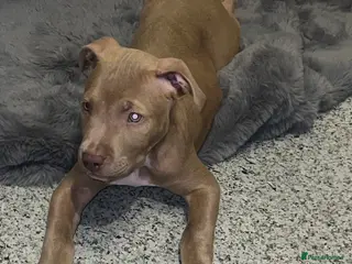 Staffordshire Bull Terrier dogs Puppy for sale 7 months - Advert 4