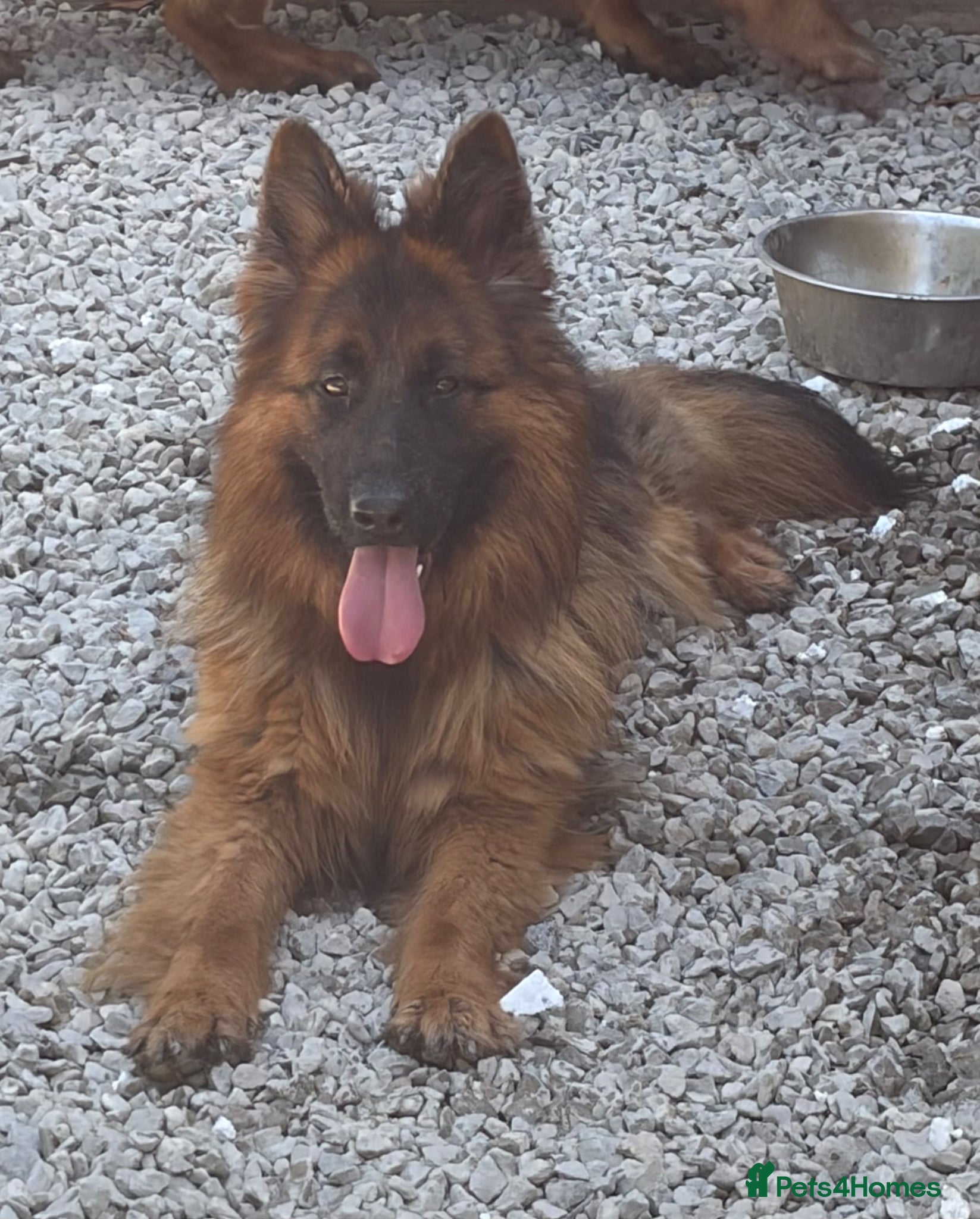 German Shepherd dogs German shepherd bitch for sale  - Advert 12