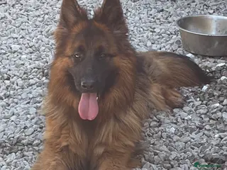 German Shepherd dogs German shepherd bitch for sale - Advert 5