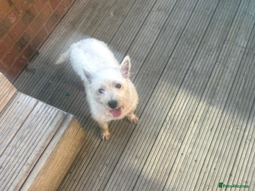 West Highland Terrier dogs for sale: 2 year old female westie  - Image 2