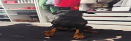Dobermann dogs for sale: Doberman 9 months  in Berwick-upon-Tweed - Advert 3