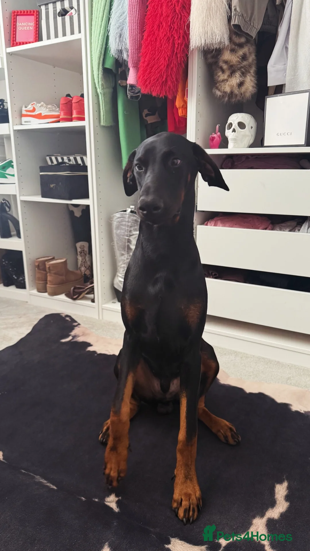 Dobermann dogs for sale: Doberman 9 months  in Berwick-upon-Tweed - Advert 3