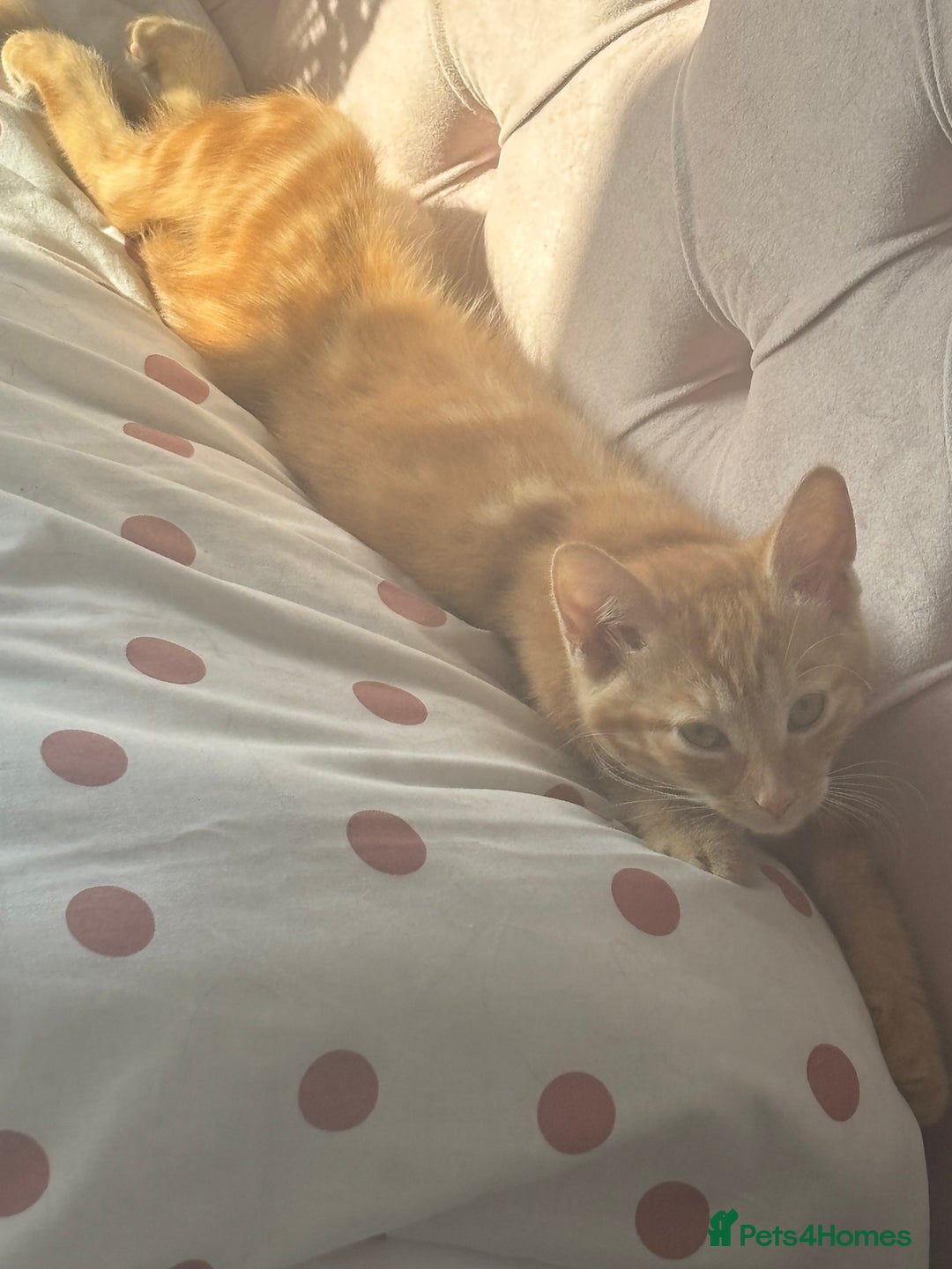 Mixed Breed cats for sale: 1 Gorgeous Female Kitten Ready for their new home - Image 9