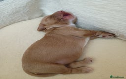 Cockapoo dogs for sale: Beautiful Cockapoo Pups  - Image 6