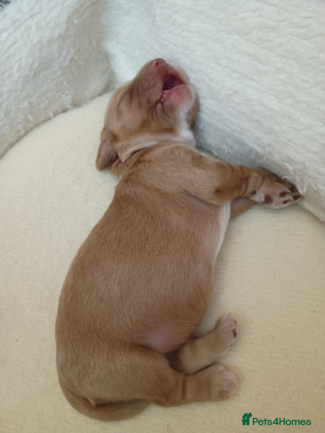 Cockapoo dogs for sale: Beautiful Cockapoo Pups  - Image 6