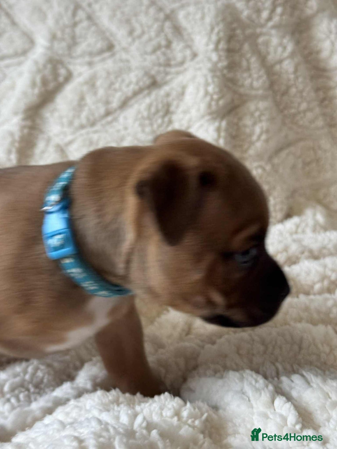 Staffordshire Bull Terrier dogs for sale: Kc registered Staffordshire bull terriers - Advert 33