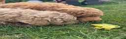 Toy Poodle dogs for sale: Stunning KC Toy poodle puppies.DNA health tested - Advert 3