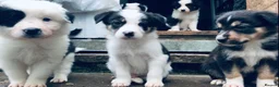 Border Collie dogs for sale: Beautiful Border Collie Puppies Classic Tricolour - Advert 15