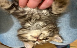 Mixed Breed cats for sale: Three Cute Kittens Available  - Advert 9