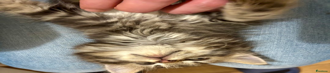 Mixed Breed Kitten 2