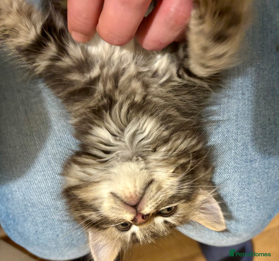 Mixed Breed cats for sale: Three Cute Kittens Available  - Advert 9