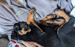 Rottweiler dogs for sale: Ronnie  - Image 5