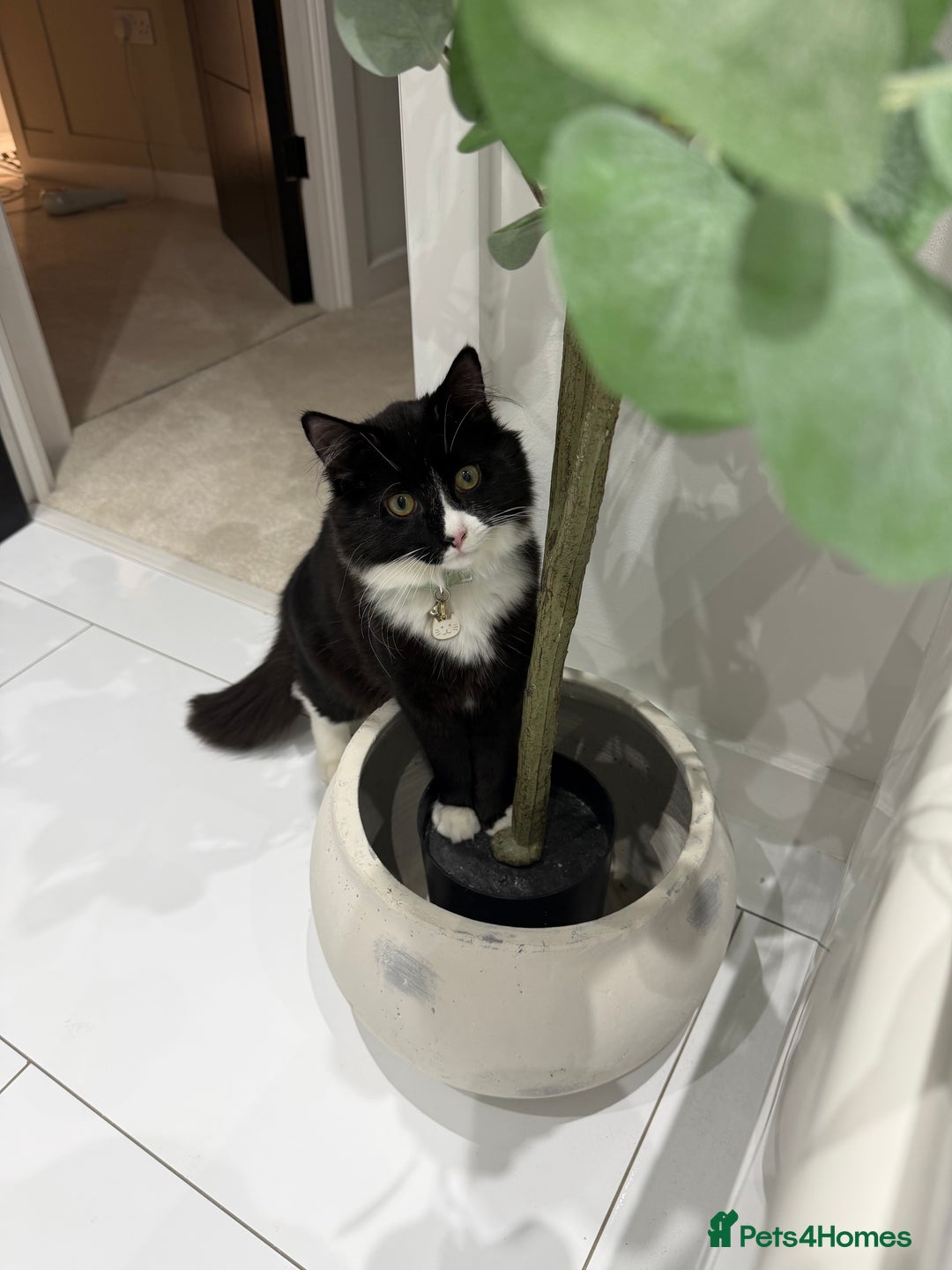 Maine Coon cats for sale: Dice Our Beautiful Maincoon X - Advert 5