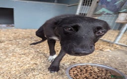 Border Collie dogs for sale: Failed sheep dog  - Image 2