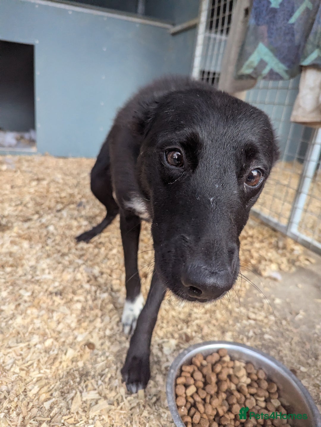 Border Collie dogs for sale: Failed sheep dog  - Image 2