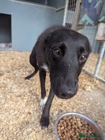 Border Collie dogs - Advert 5