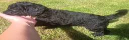 Standard Poodle dogs for sale: Two Beautiful Poodle Puppies left 🩷 - Advert 27