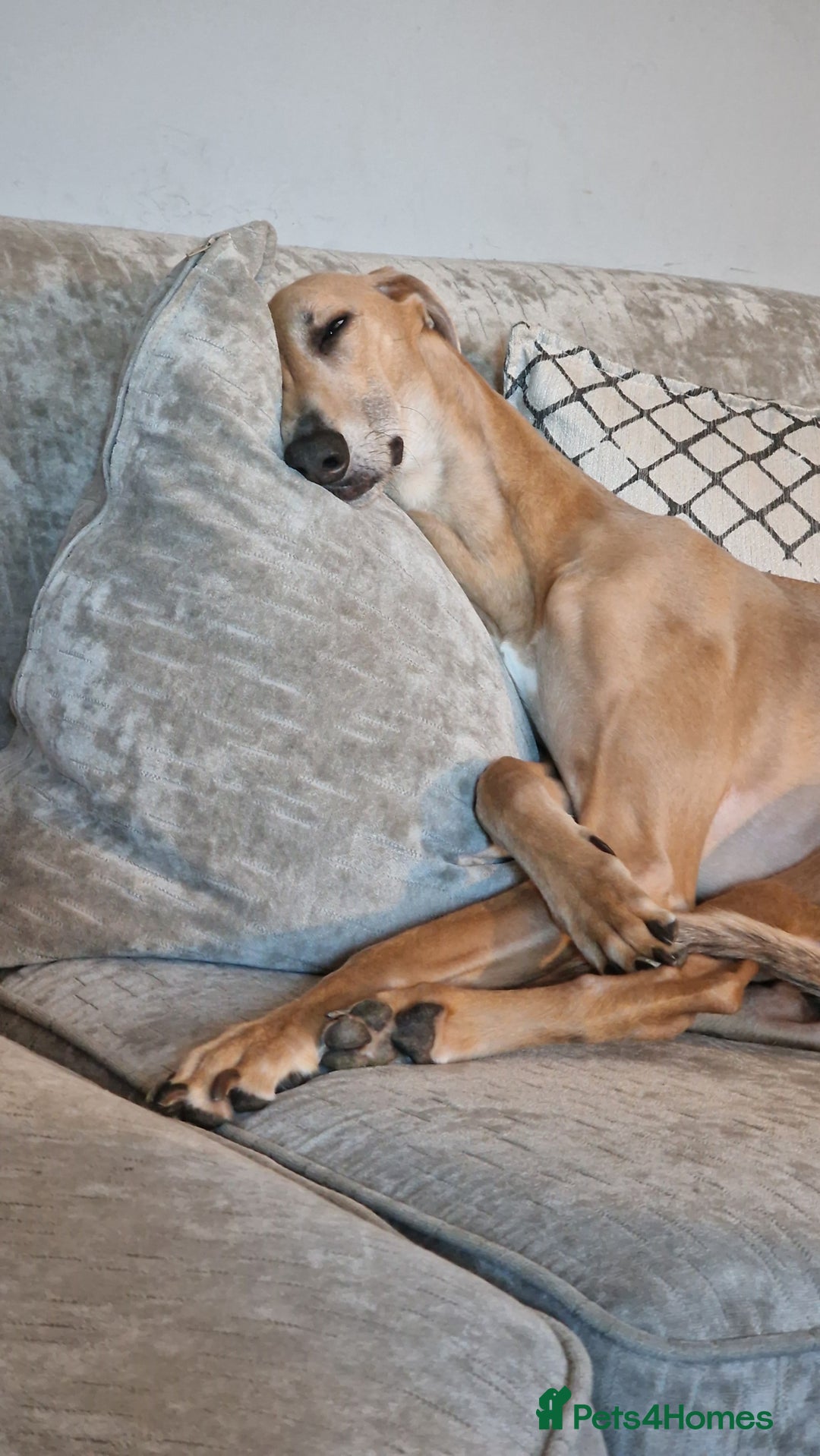 Mixed Breed dogs for sale: Saluki Greyhound Whippet.  - Advert 8