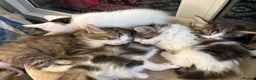 Mixed Breed cats for sale: Beautiful long and short haired kittens  - Advert 6