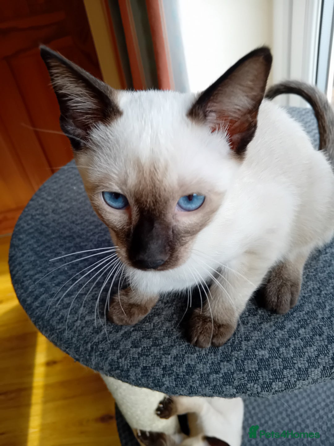 Siamese cats for sale: Traditional Siamese boy kitten - Image 2