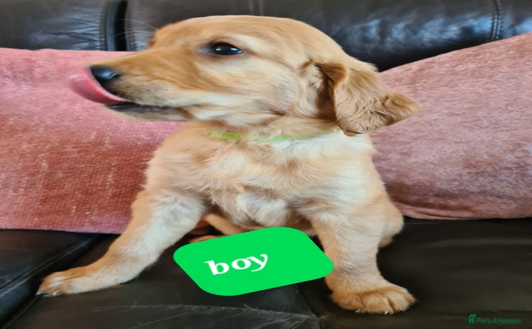 Golden Retriever dogs - Advert 2